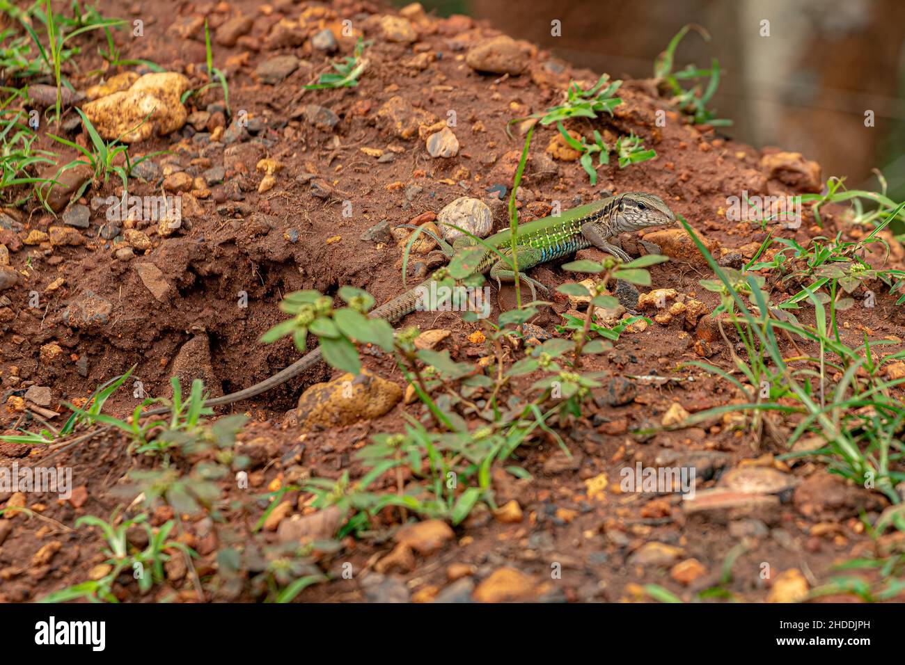 Giant Ameiva Lizard of the species Ameiva ameiva Stock Photo Alamy