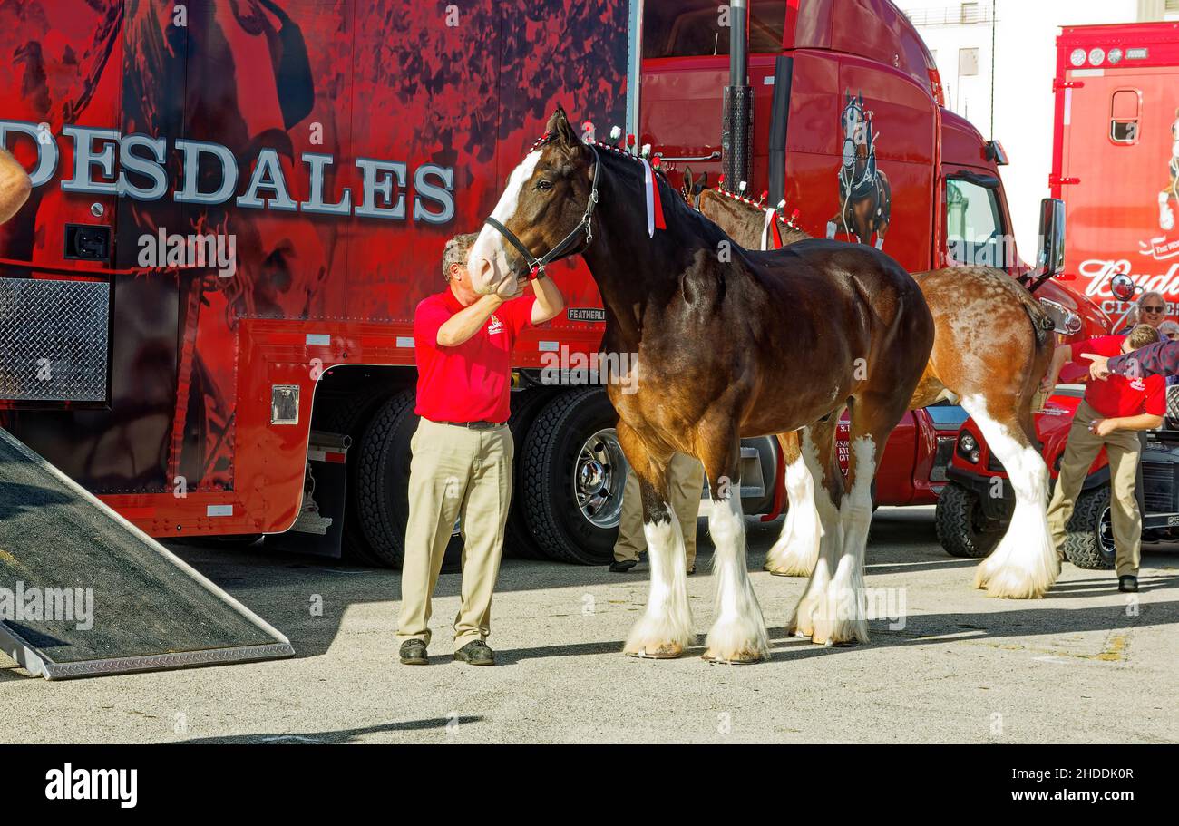 Clydesdale horses standing beside red transport trucks, five roses in