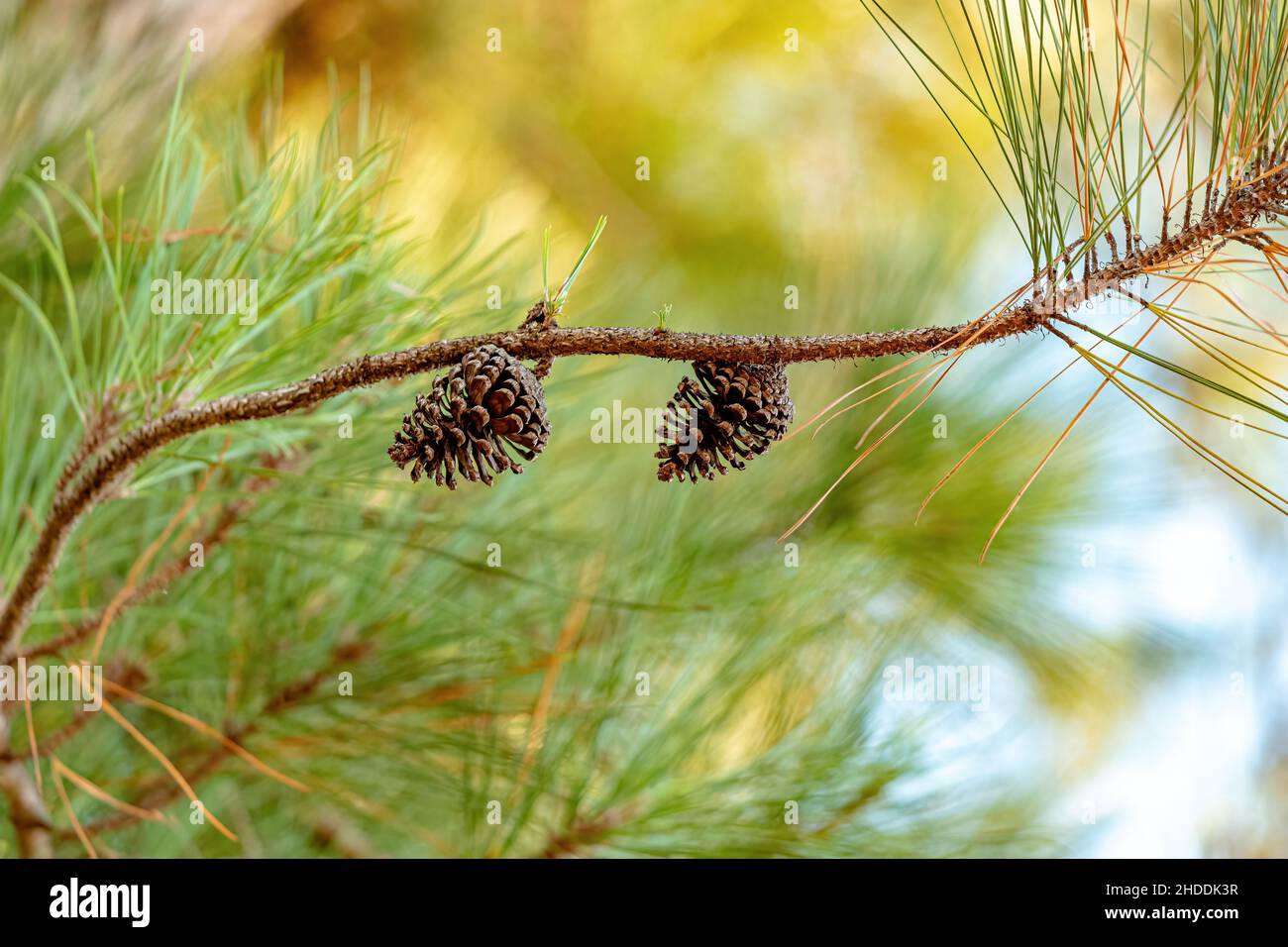 Big Pines Tree of the Genus Pinus with selective focus Stock Photo