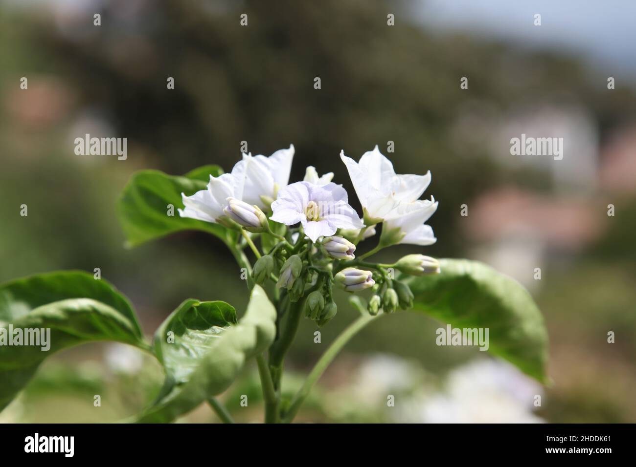 Small  beautiful lilac flowers in the garden. Selective focus, macro Stock Photo