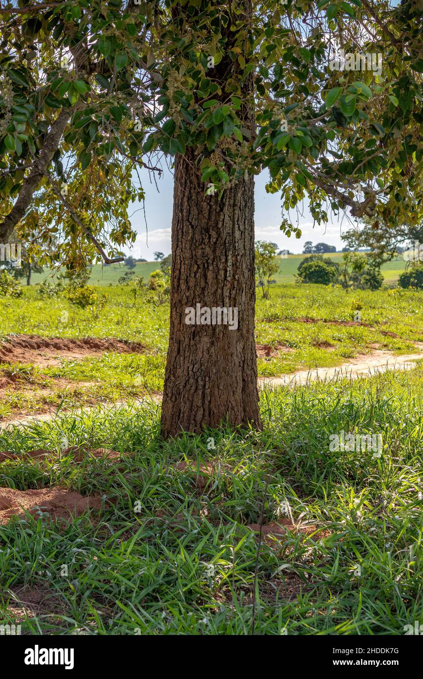 Brazilian dicotyledonous tree popularly known as sobre, sobro ou casca-de-anta Stock Photo