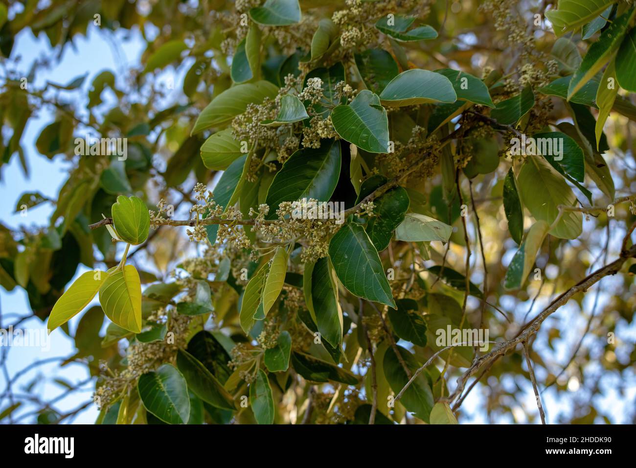 Brazilian dicotyledonous tree popularly known as sobre, sobro ou casca-de-anta Stock Photo