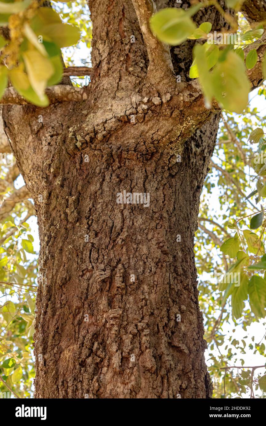 Brazilian dicotyledonous tree popularly known as sobre, sobro ou casca-de-anta Stock Photo