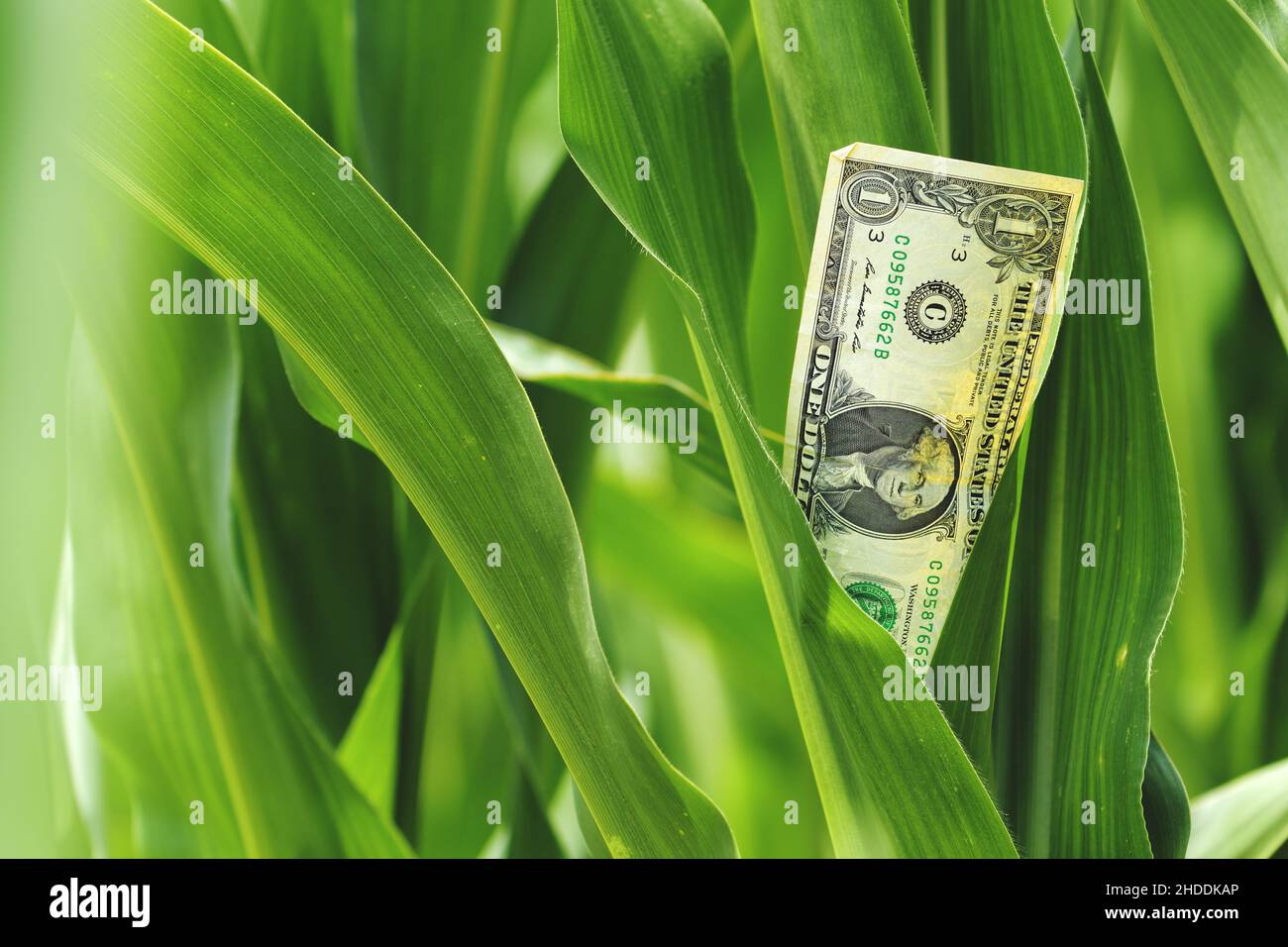 Corn farming profit concept, american dollar bill in maize crops field, selective focus Stock Photo
