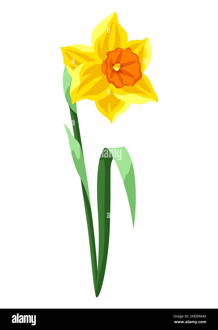 Illustration of daffodil flower. Beautiful decorative spring plant ...