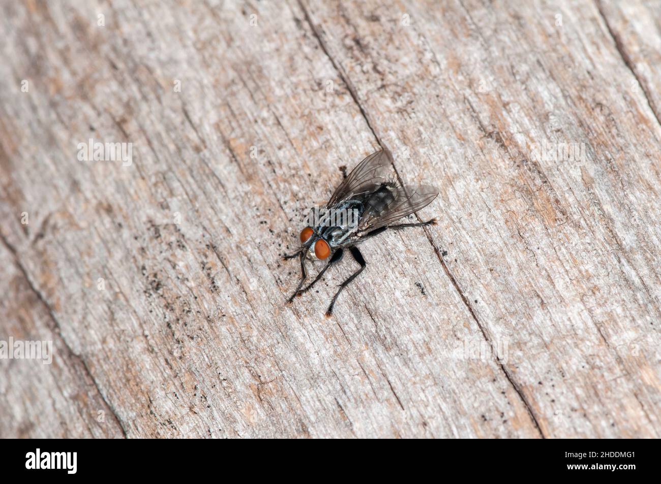 Little Canada, Minnesota. A Friendly fly, Sarcophaga aldrichi resting ...