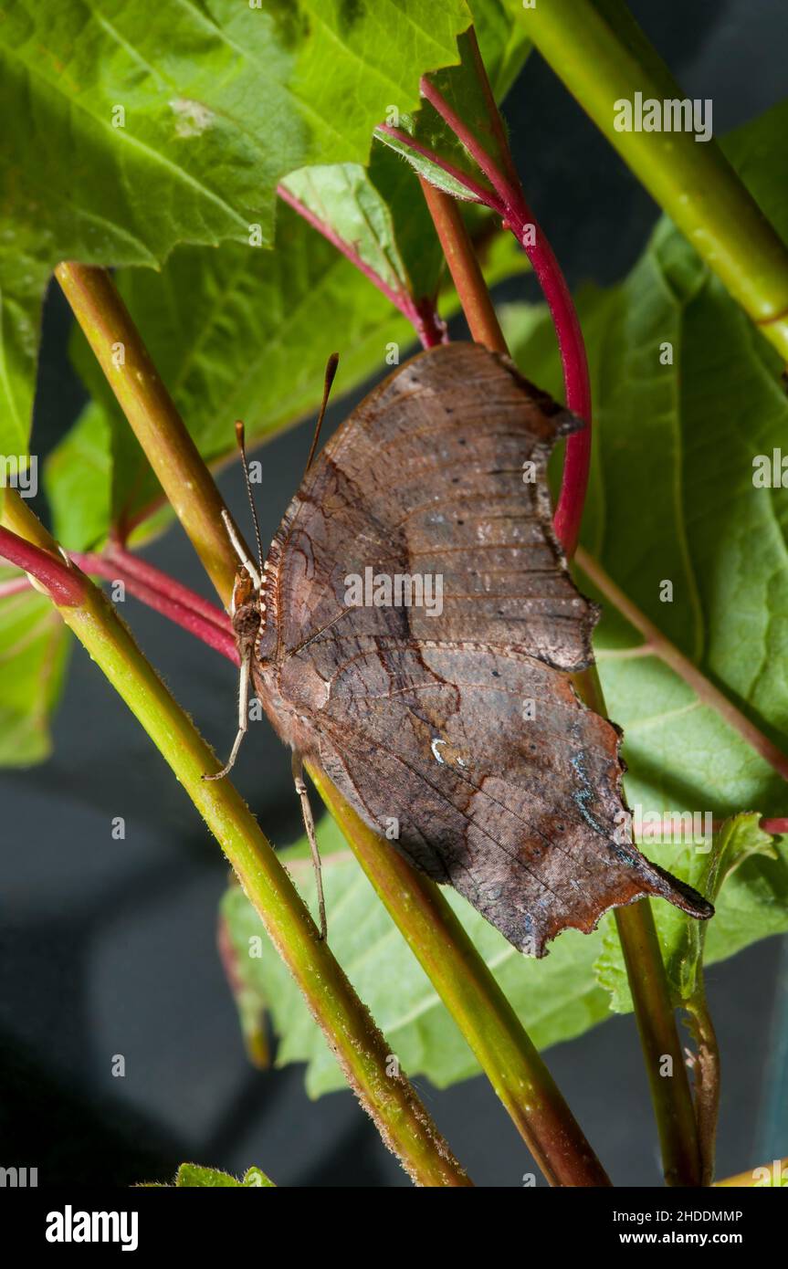 Vadnais Heights, Minnesota. Side view of a Question Mark butterfly