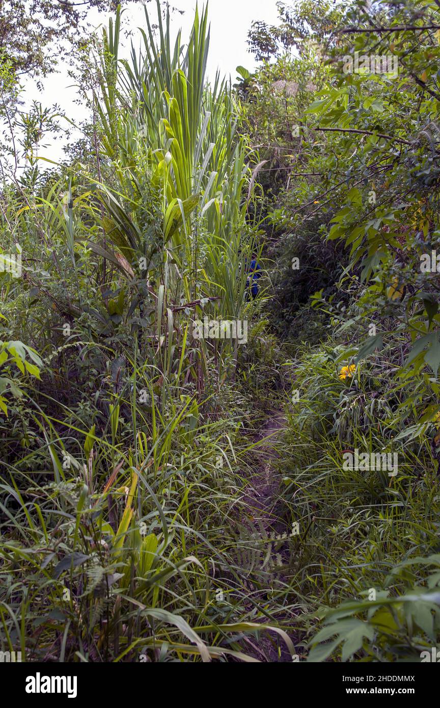 Papua New Guinea; Eastern Highlands; Goroka; Namta (Mefenga); Path among tall grasses in the bush. Ein Pfad zwischen hohen Gräsern im Busch. Stock Photo