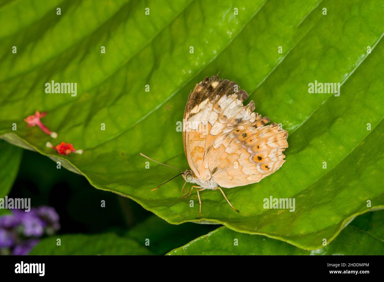 Brush footed butterfly hires stock photography and images Alamy