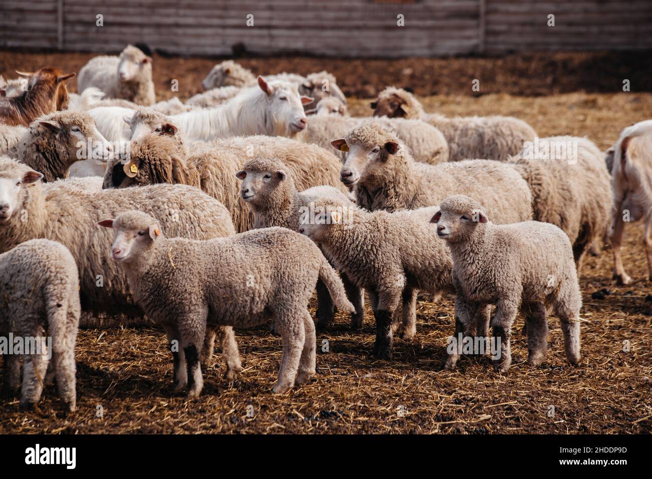 Flock Of Staring Sheep Stock Photo - Download Image Now - Sheep, Herd, Flock  Of Sheep - iStock