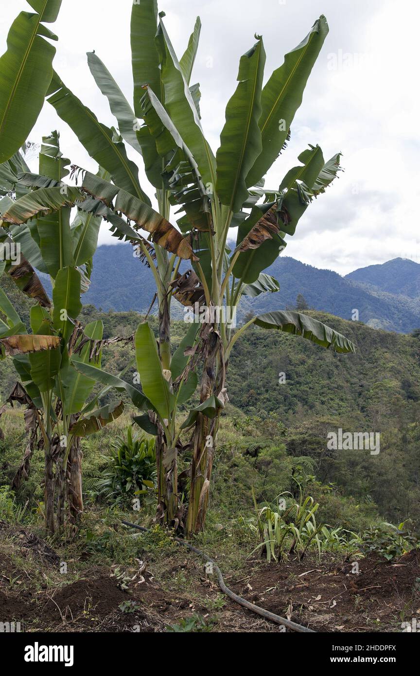 Papua New Guinea; Eastern Highlands; Goroka; Namta (Mefenga); Banana tree on the background of mountains. Bananenstaude vor dem Hintergrund der Berge. Stock Photo
