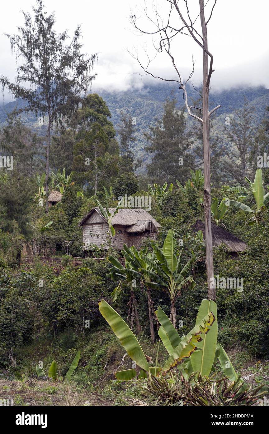 Papua New Guinea; Eastern Highlands; Goroka; Namta (Mefenga); Papuan hut in the bush among trees. Eine papuanische Hütte im Busch zwischen den Bäumen. Stock Photo