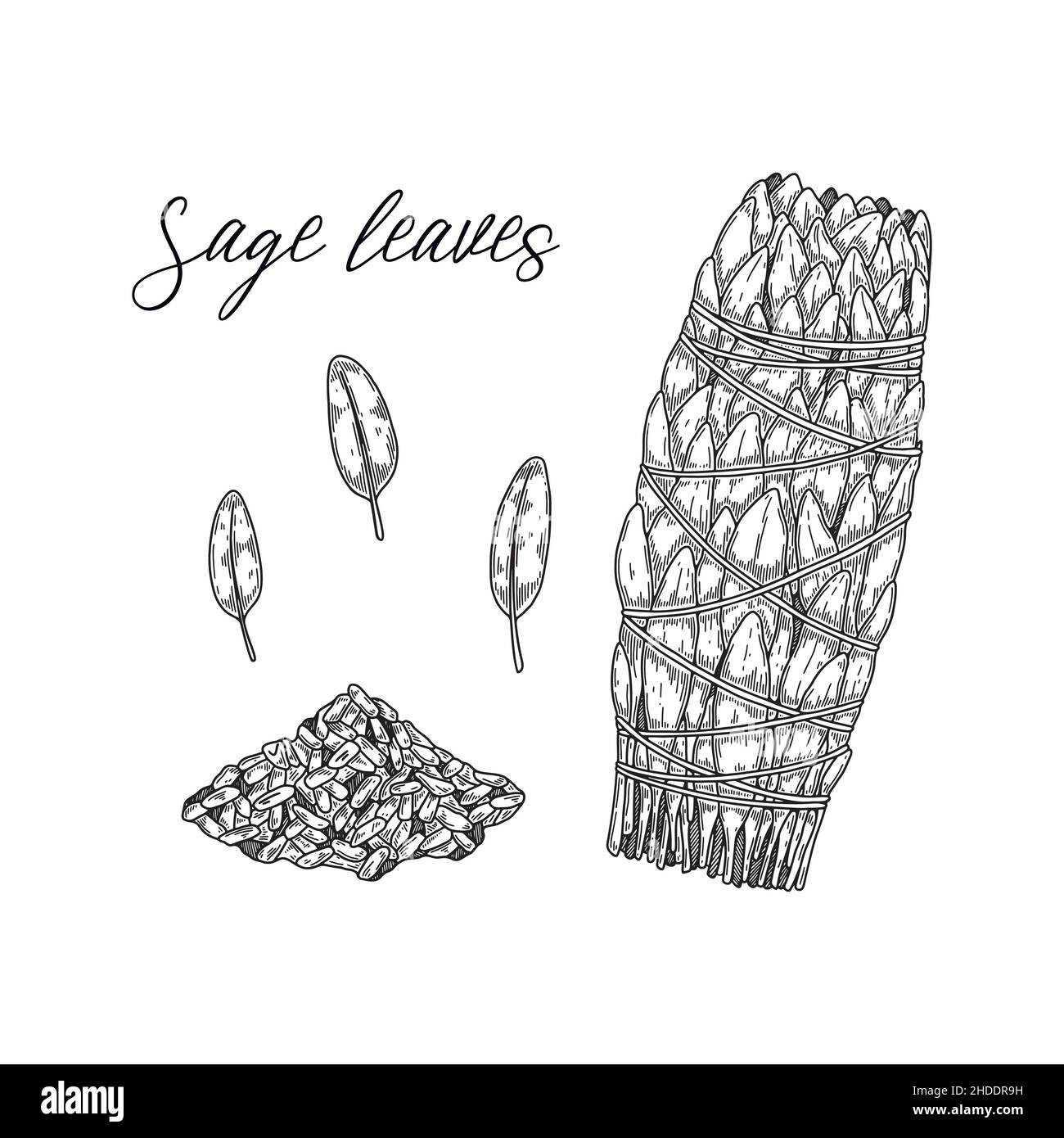 Set of hand drawn sage dried leaves. Vector illustration in sketch style Stock Vector