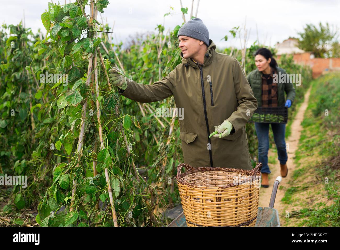 Man and woman harvesting kidney beans on plantation Stock Photo Alamy