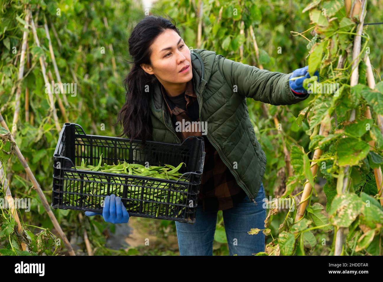 Woman harvesting kidney beans on plantation Stock Photo Alamy