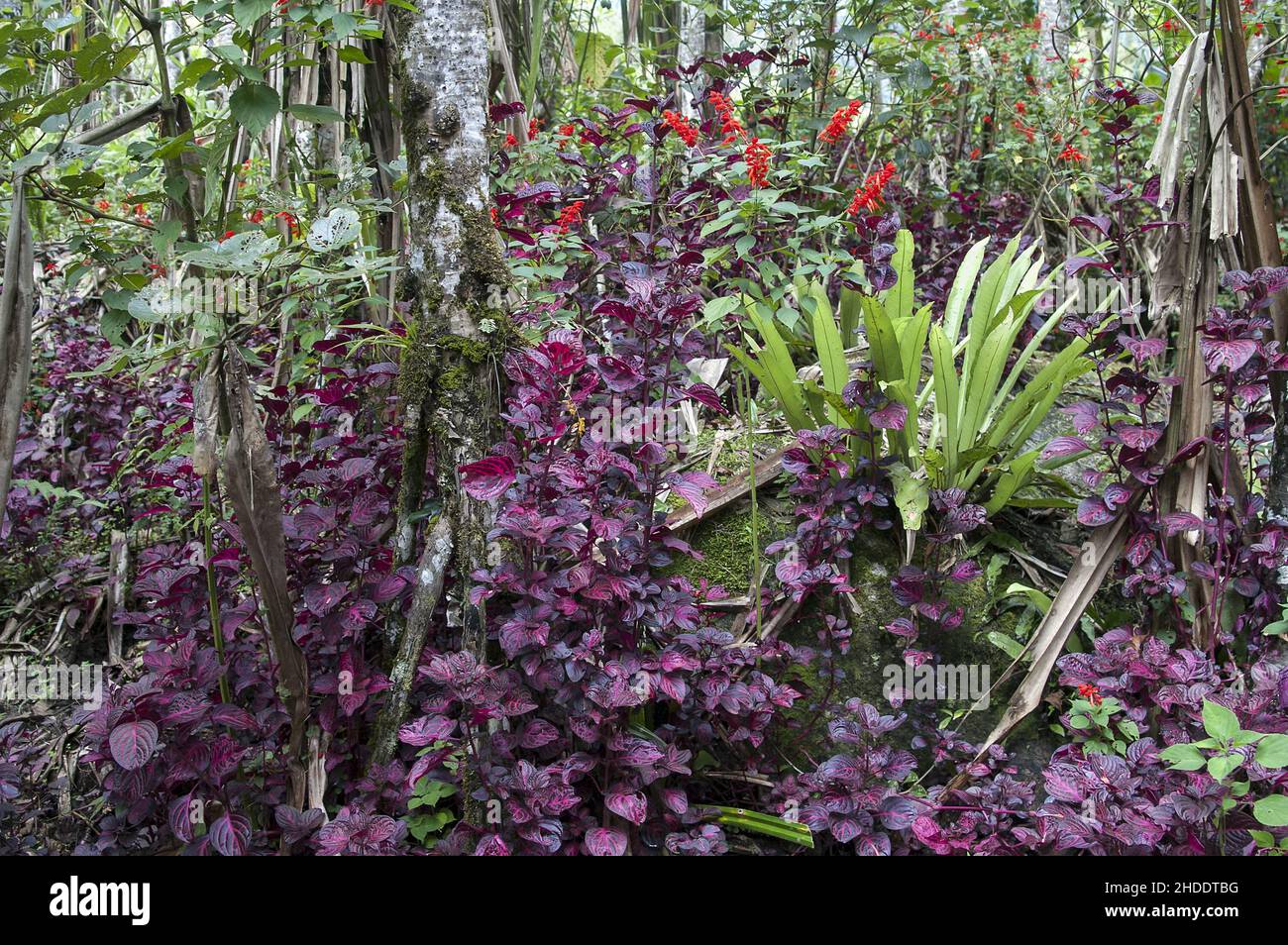 Papua New Guinea; Eastern Highlands; Goroka; Namta Mefenga; Evergreen equatorial forest. Bosque ecuatorial siempreverde. Immergrüner äquatorialer Wald Stock Photo