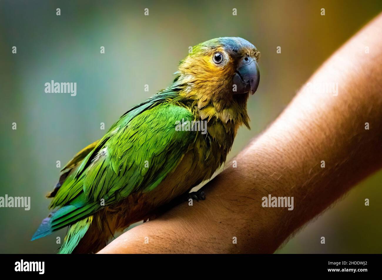Cute green wet parrot sitting on hand close up portrait Stock Photo
