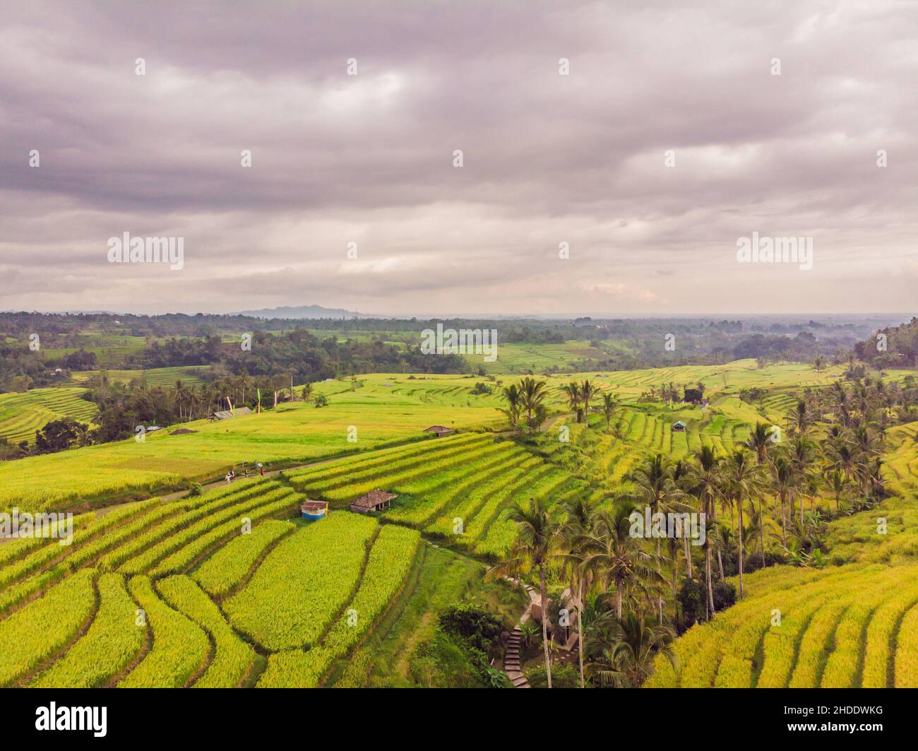 Aerial top view photo from flying drone of green rice fields in ...