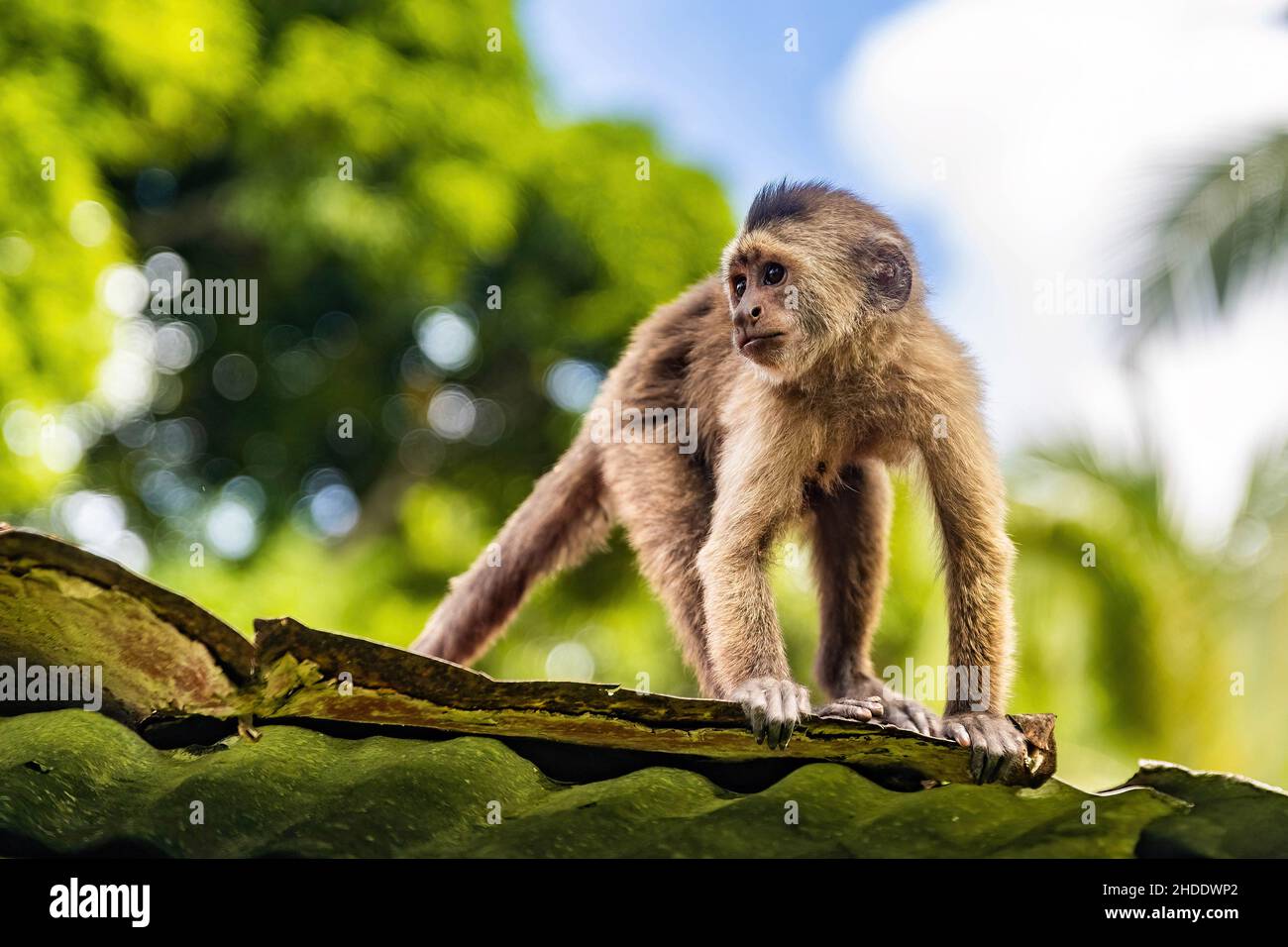 Cute capuchin wild monkey on the roof at day Stock Photo