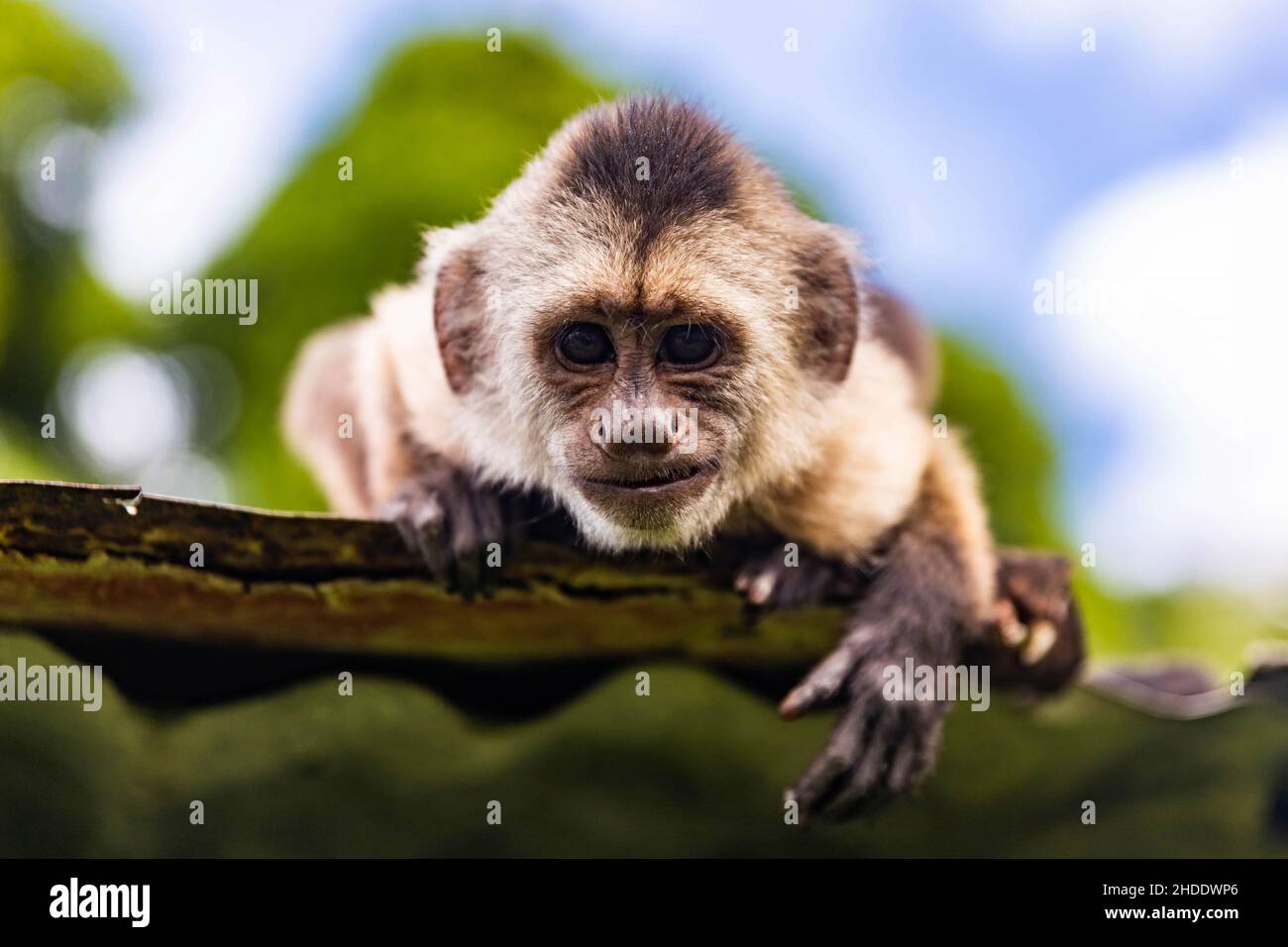 Cute portrait of curious capuchin wild monkey looking at the camera close up Stock Photo