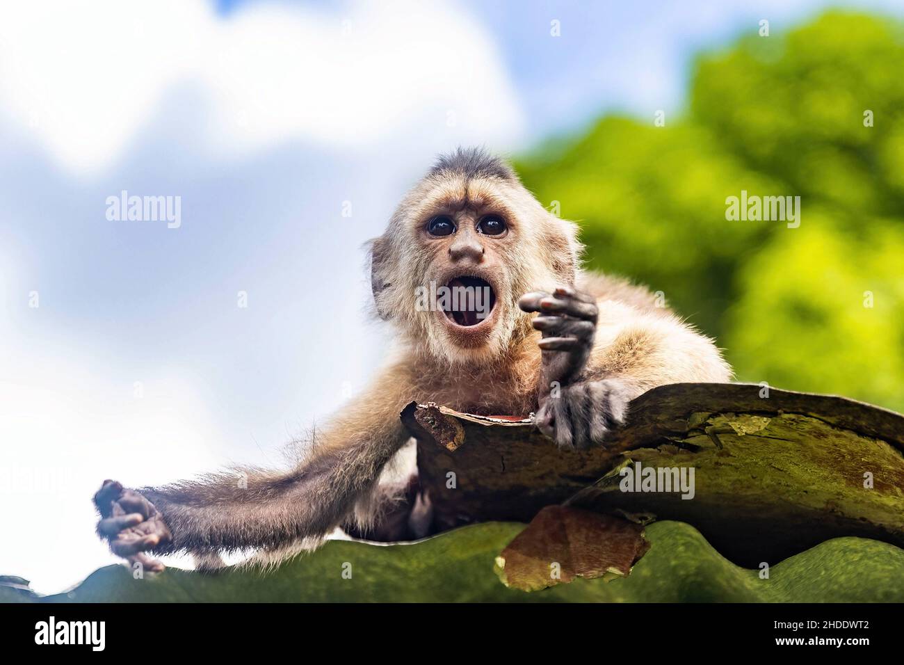 Screaming portrait of capuchin wild monkey close up Stock Photo