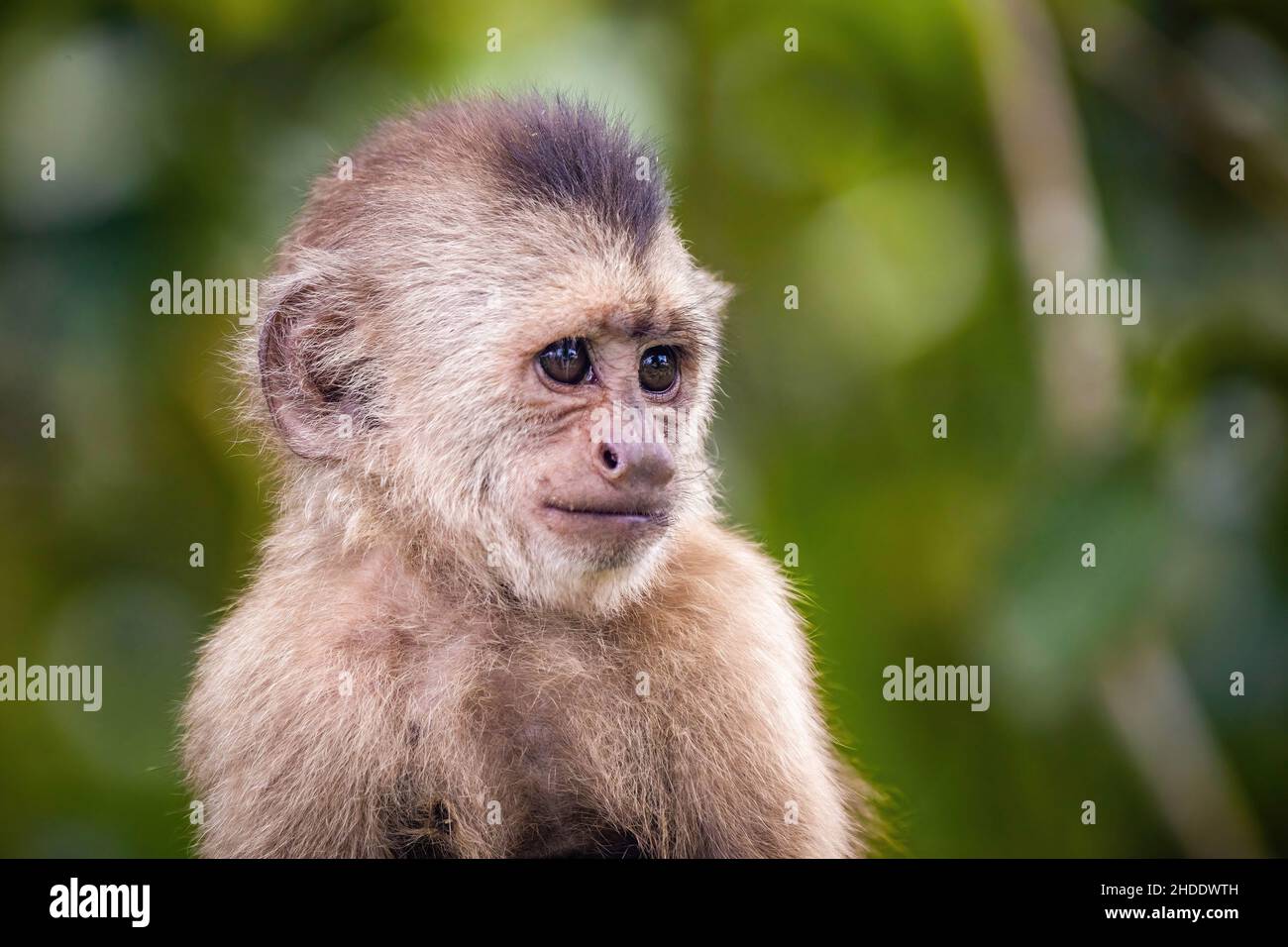 Beautiful portrait of capuchin wild monkey close up smiling at day Stock Photo