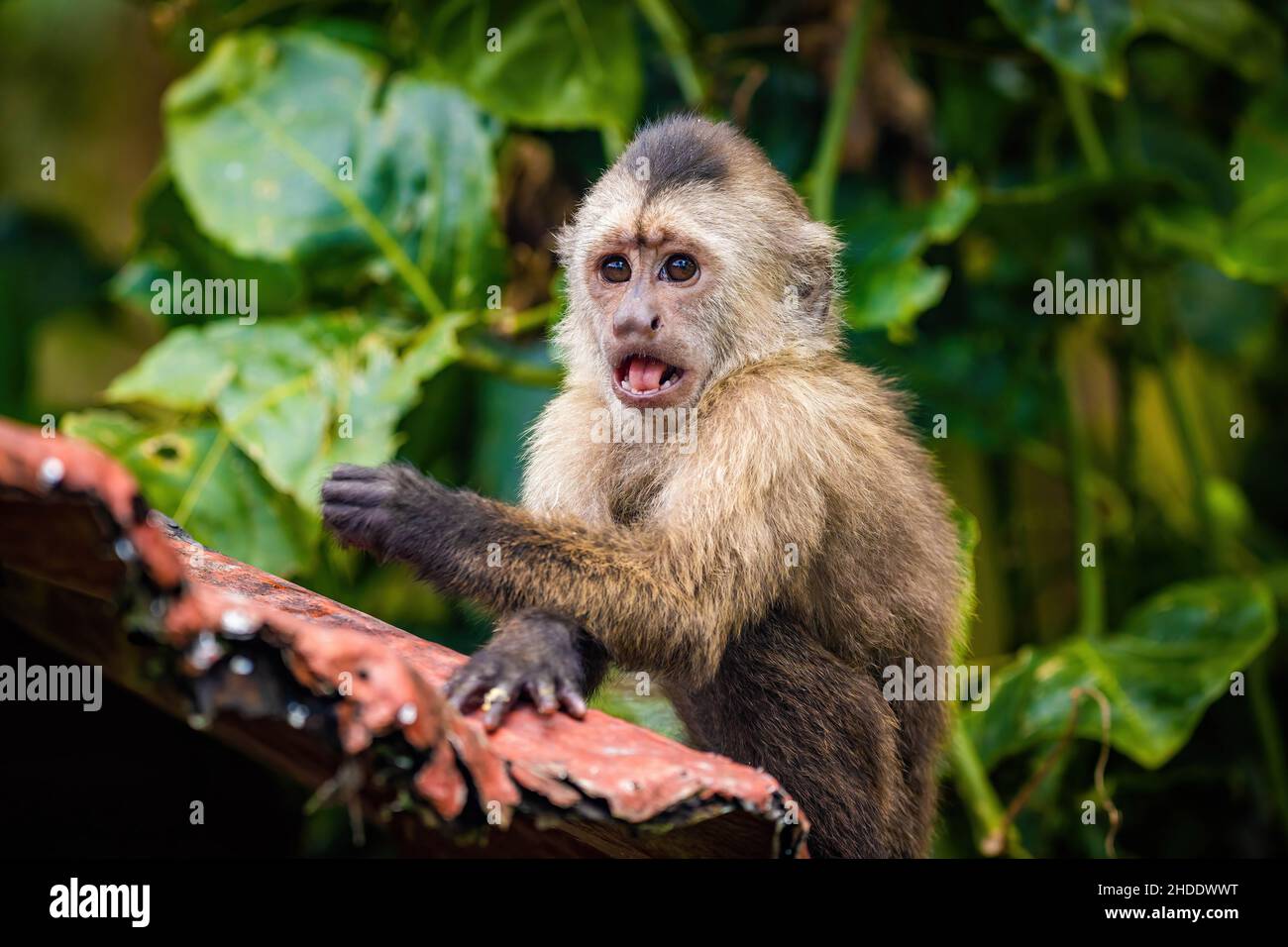 Surprised portrait of capuchin wild monkey sitting on tree in jungle Stock Photo