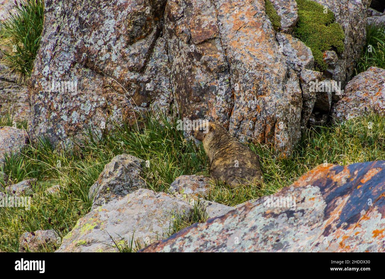 Gray Altai marmot Marmota baibacina near Ala Kul lake in Kyrgyzstan Stock Photo