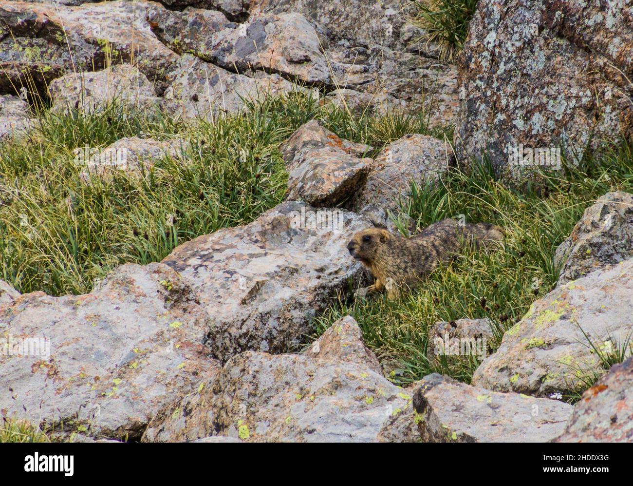 Gray Altai marmot Marmota baibacina near Ala Kul lake in Kyrgyzstan Stock Photo