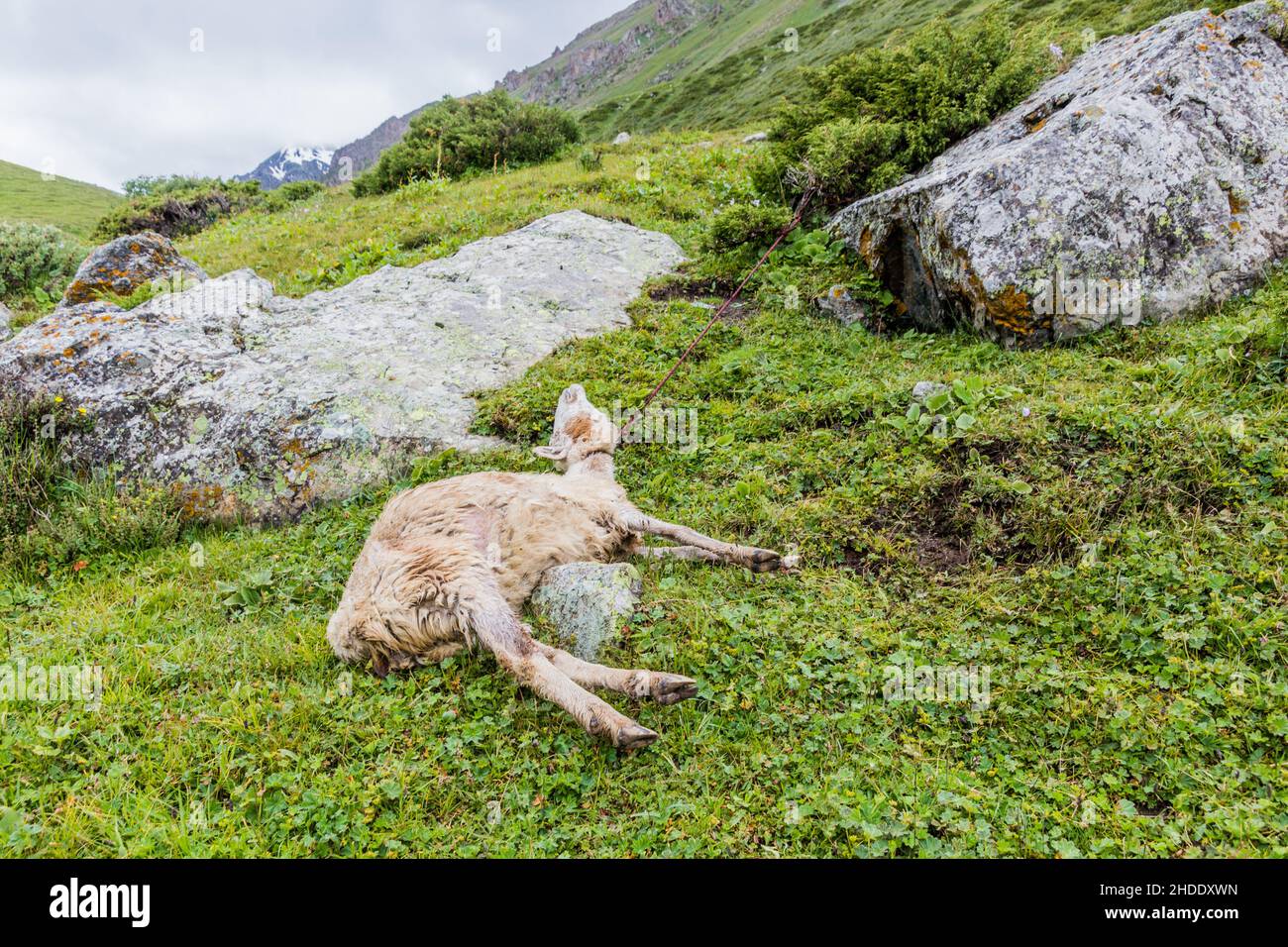 Strangled sheep in Terskey Alatau mountain range in Kyrgyzstan Stock Photo