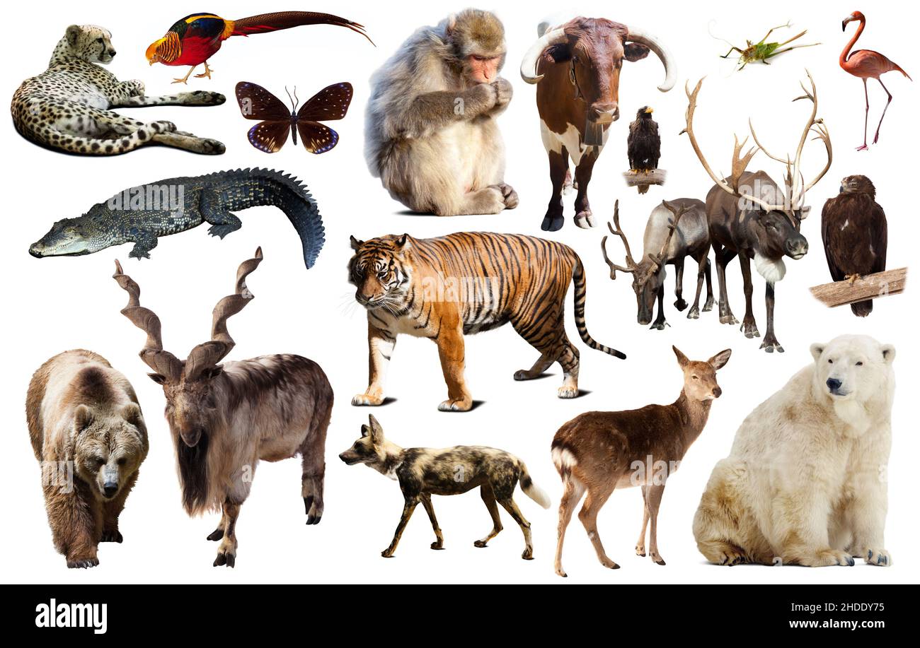 asia animals isolated Stock Photo Alamy
