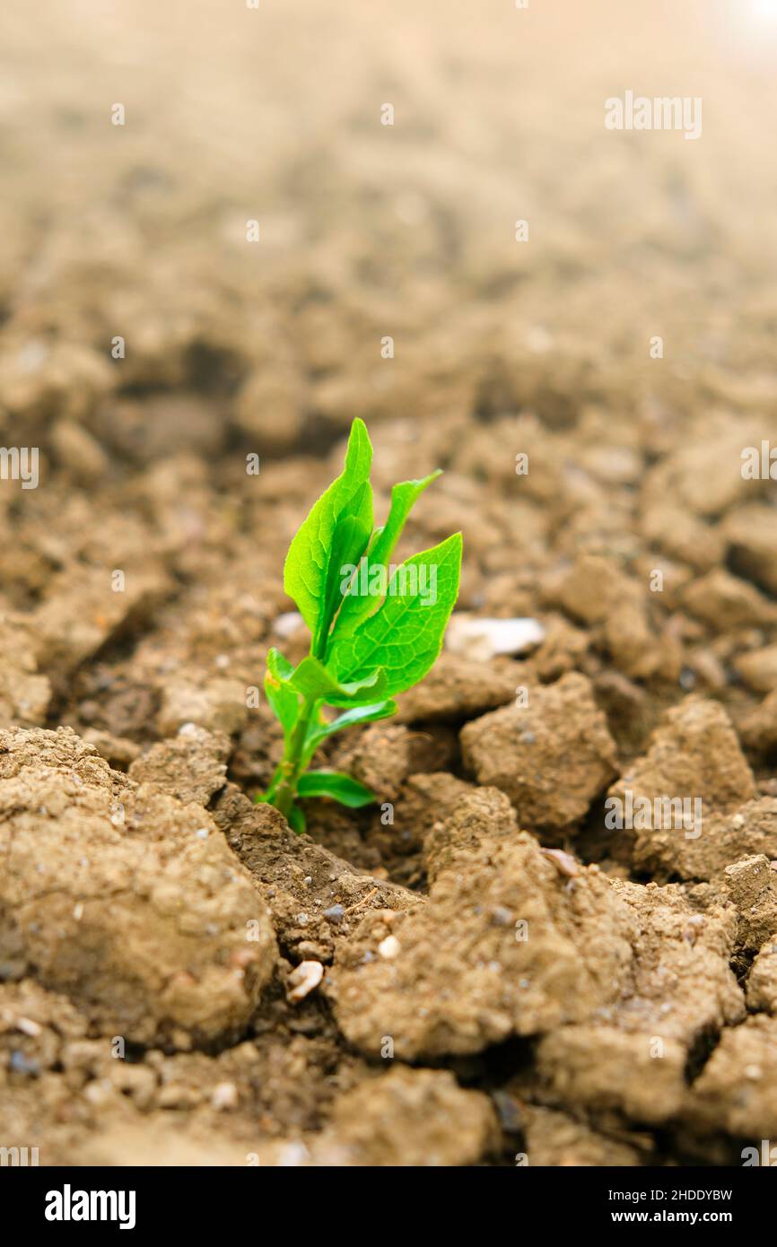 Green seedling in the ground in field.New life concept. Green sprout in dry cracked soil. Agriculture and farming concept.  Stock Photo