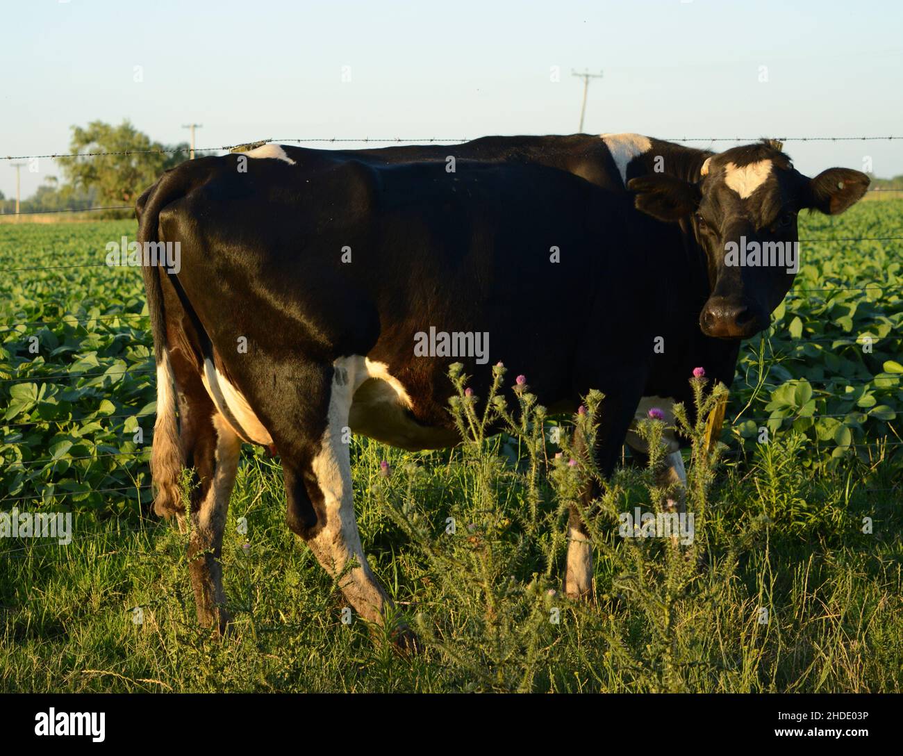 Black angus cow in grass hi-res stock photography and images - Alamy