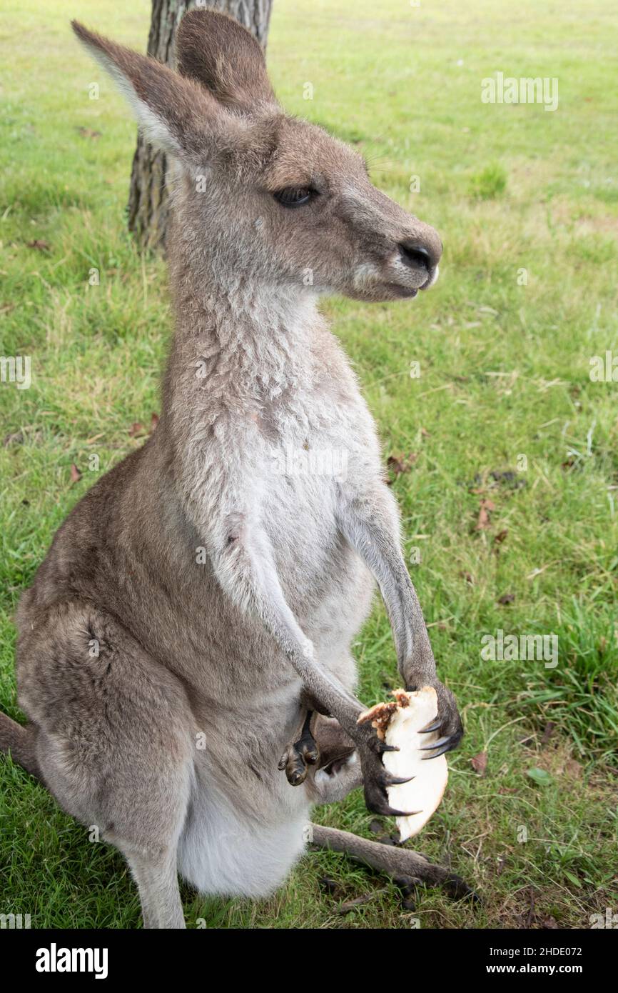 Eastern Grey Kangaroo (Macropus giganteus) enjoying a stolen Vegemite Sandwich. Doesn't get much more Australian than this! Stock Photo