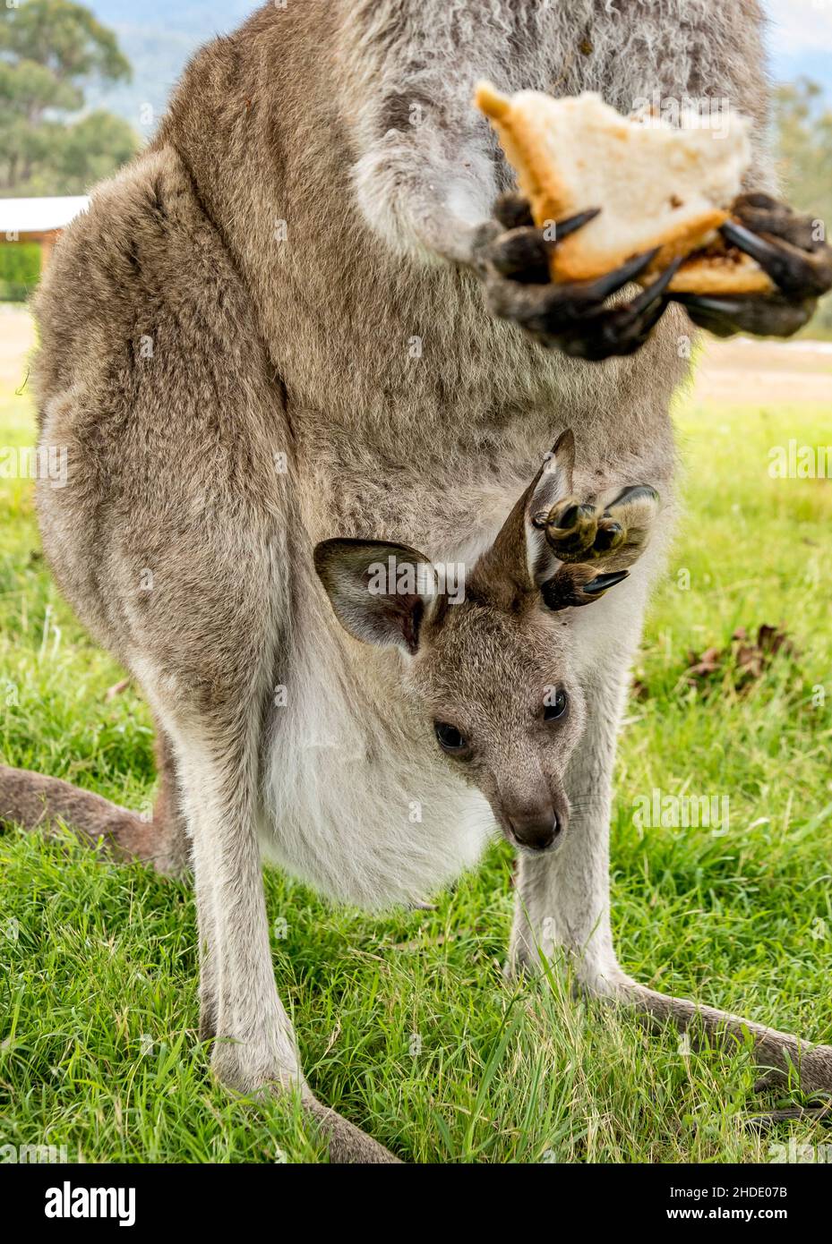 Eastern Grey Kangaroo (Macropus giganteus) enjoying a stolen Vegemite Sandwich. Doesn't get much more Australian than this! Stock Photo