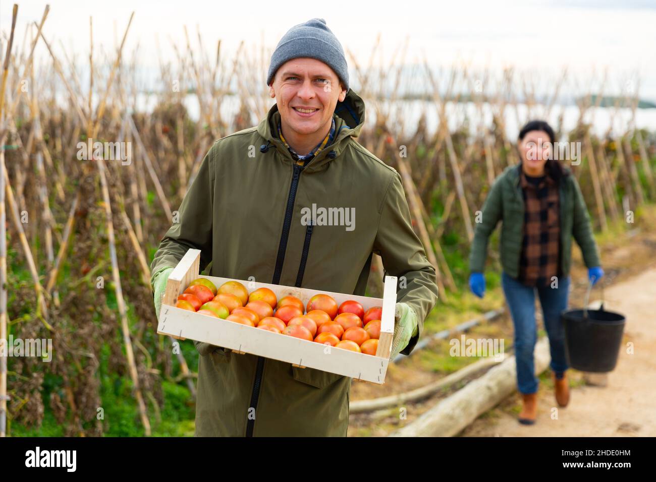 Farmer with box full of tomatoes in garden Stock Photo - Alamy