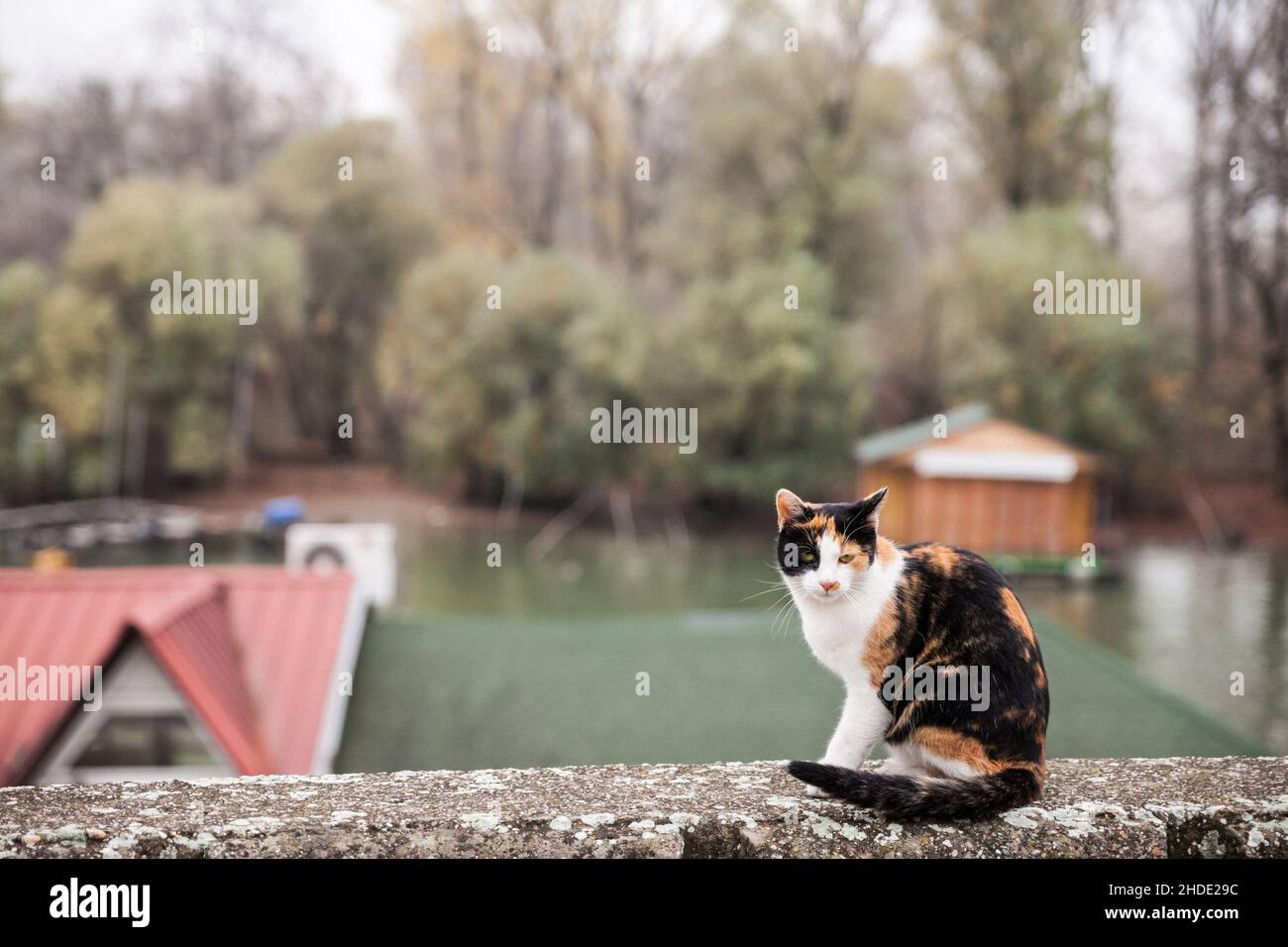 Picture of a calico cat standing and posing in Pancevo Serbia. A calico cat is a
