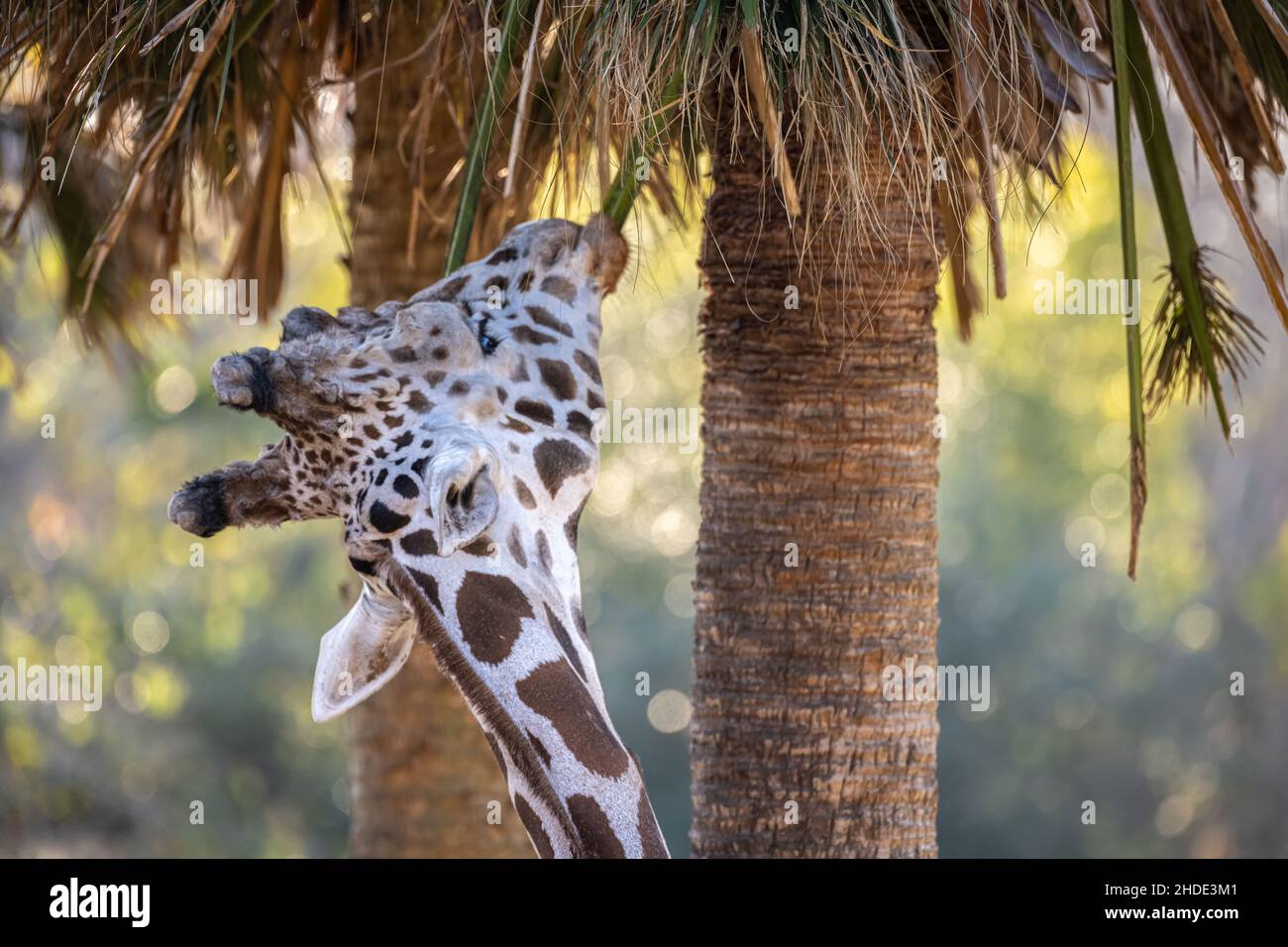 Reticulated giraffe (Giraffa camelopardalis reticulata) eating palm fronds from a tree at Jacksonville Zoo and Gardens in Jacksonville, Florida. (USA) Stock Photo