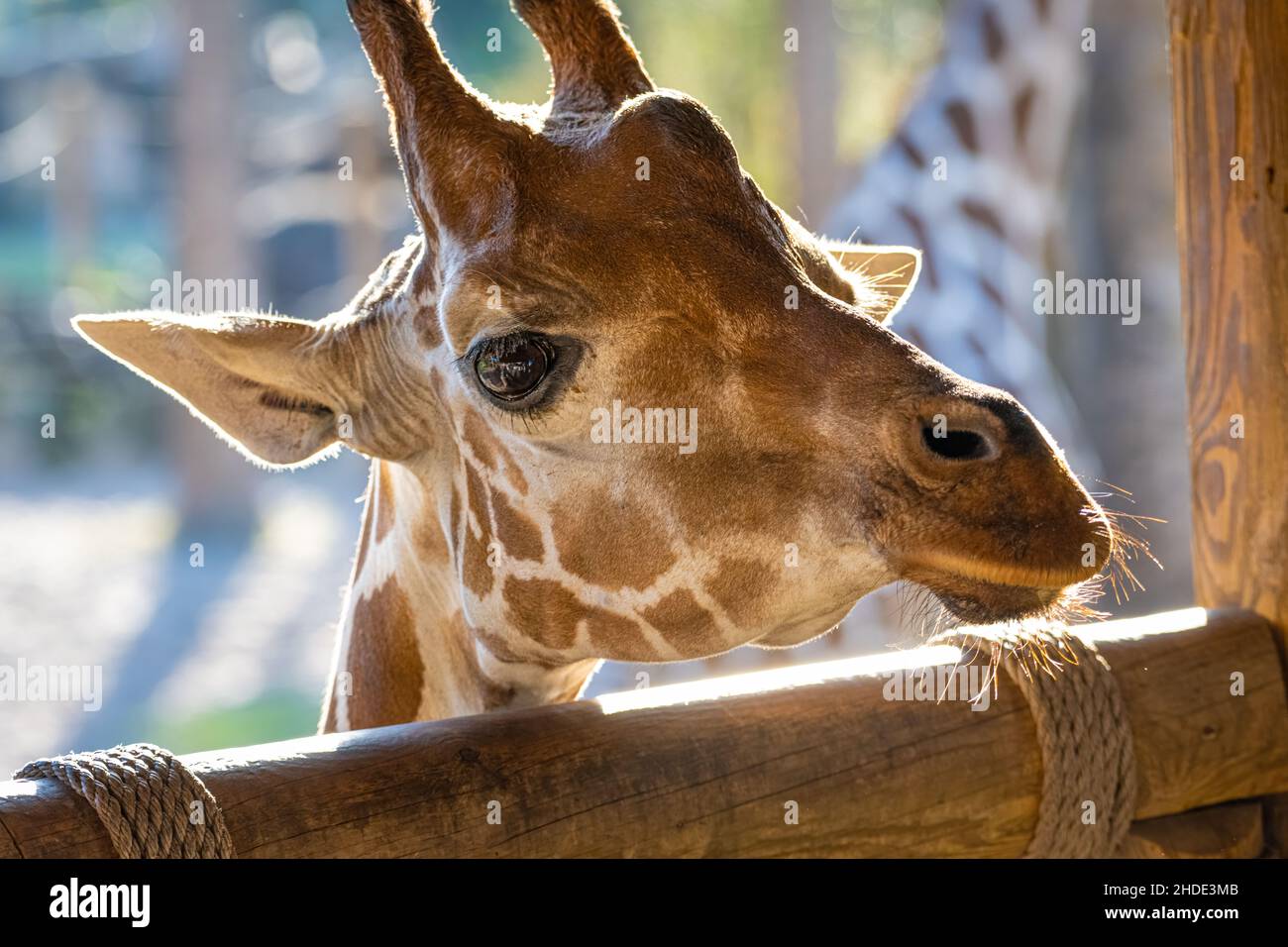 Reticulated giraffe (Giraffa camelopardalis reticulata) in the Africa Loop at Jacksonville Zoo and Gardens in Jacksonville, Florida. (USA) Stock Photo