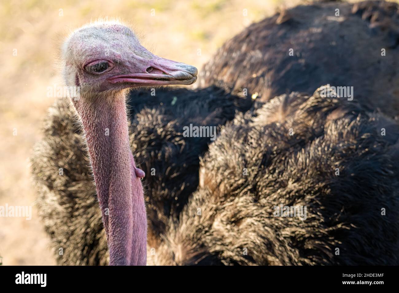 North African ostrich (Struthio camelus massaicus) at Jacksonville Zoo and Gardens in Jacksonville, Florida. (USA) Stock Photo