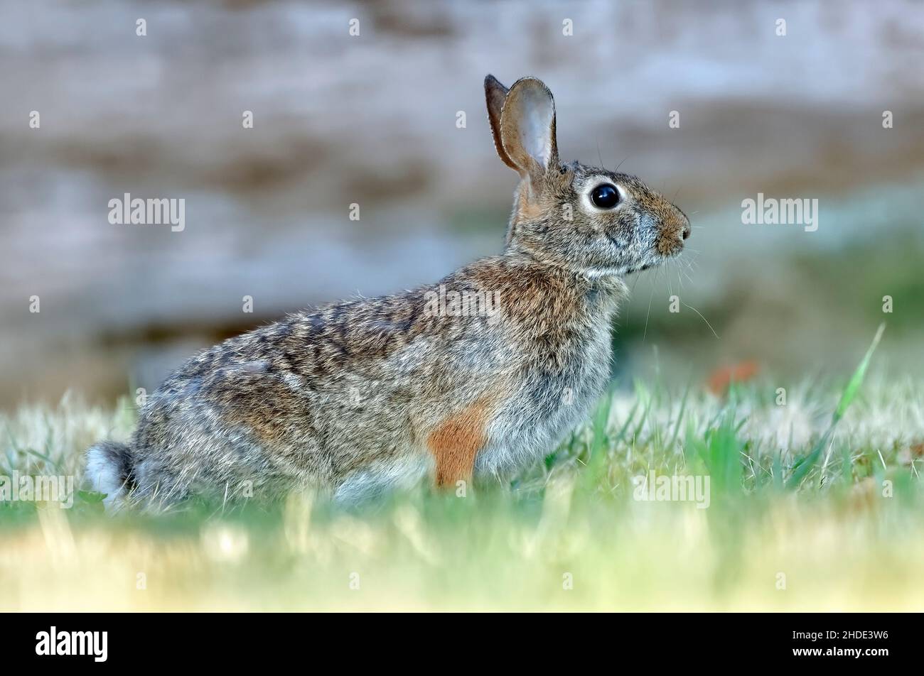 A side view of a wild Eastern Cottontail Rabbit 'Sylvilagus floridanus', in a wildlife habitat on Vancouver Island British Columbia Canada. Stock Photo