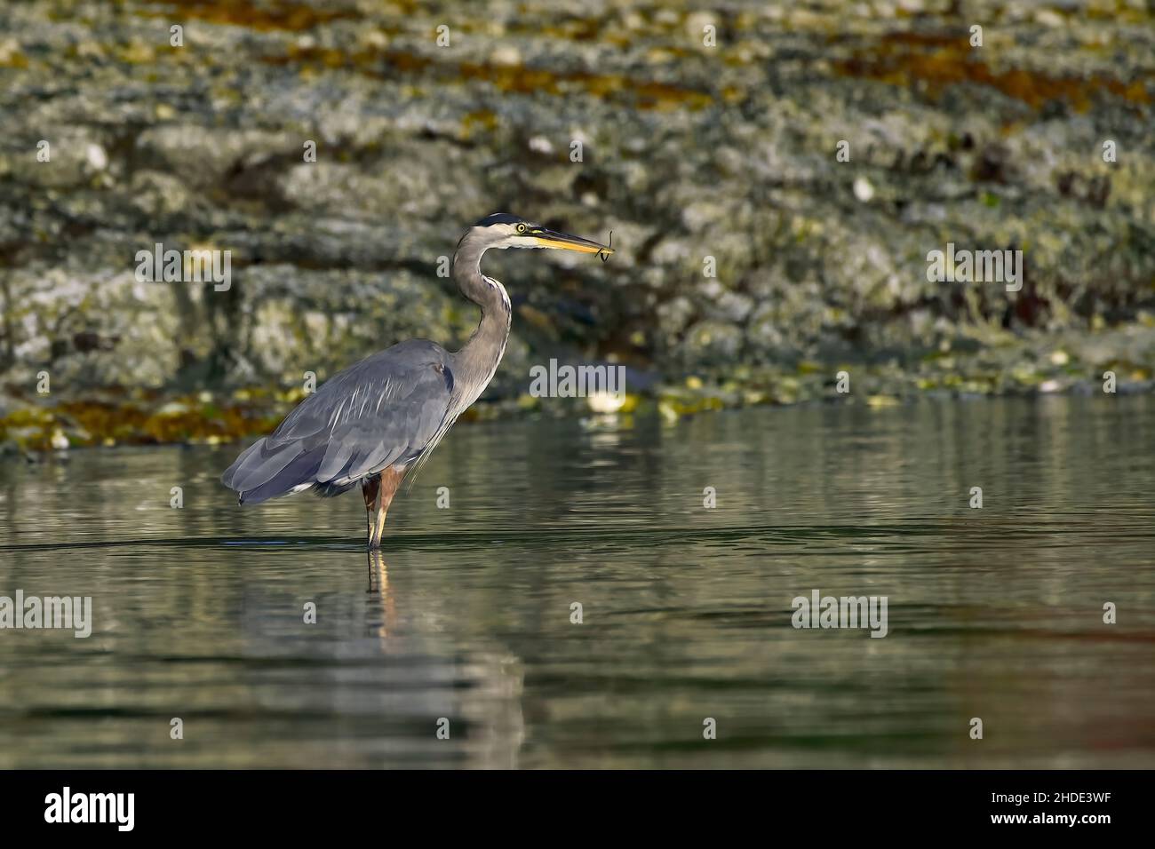 A Great Blue Heron (Ardea herodias), wading in shallow water catching an eel like fish on the shore on Vancouver Island British Columbia Canada Stock Photo