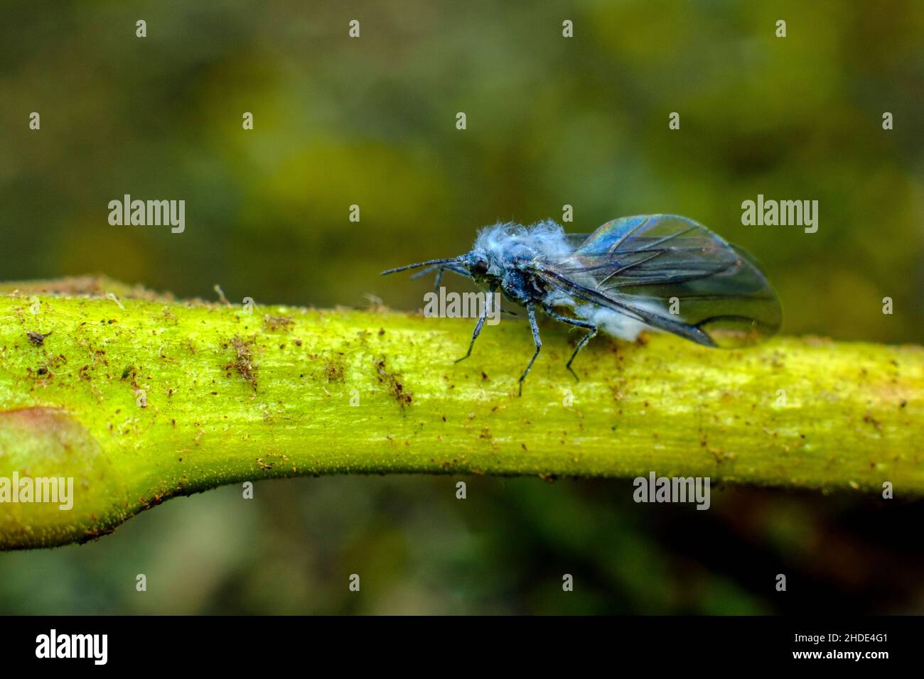 Close up macro adult blue woolly aphid woolly aphid, Eriosomatinae