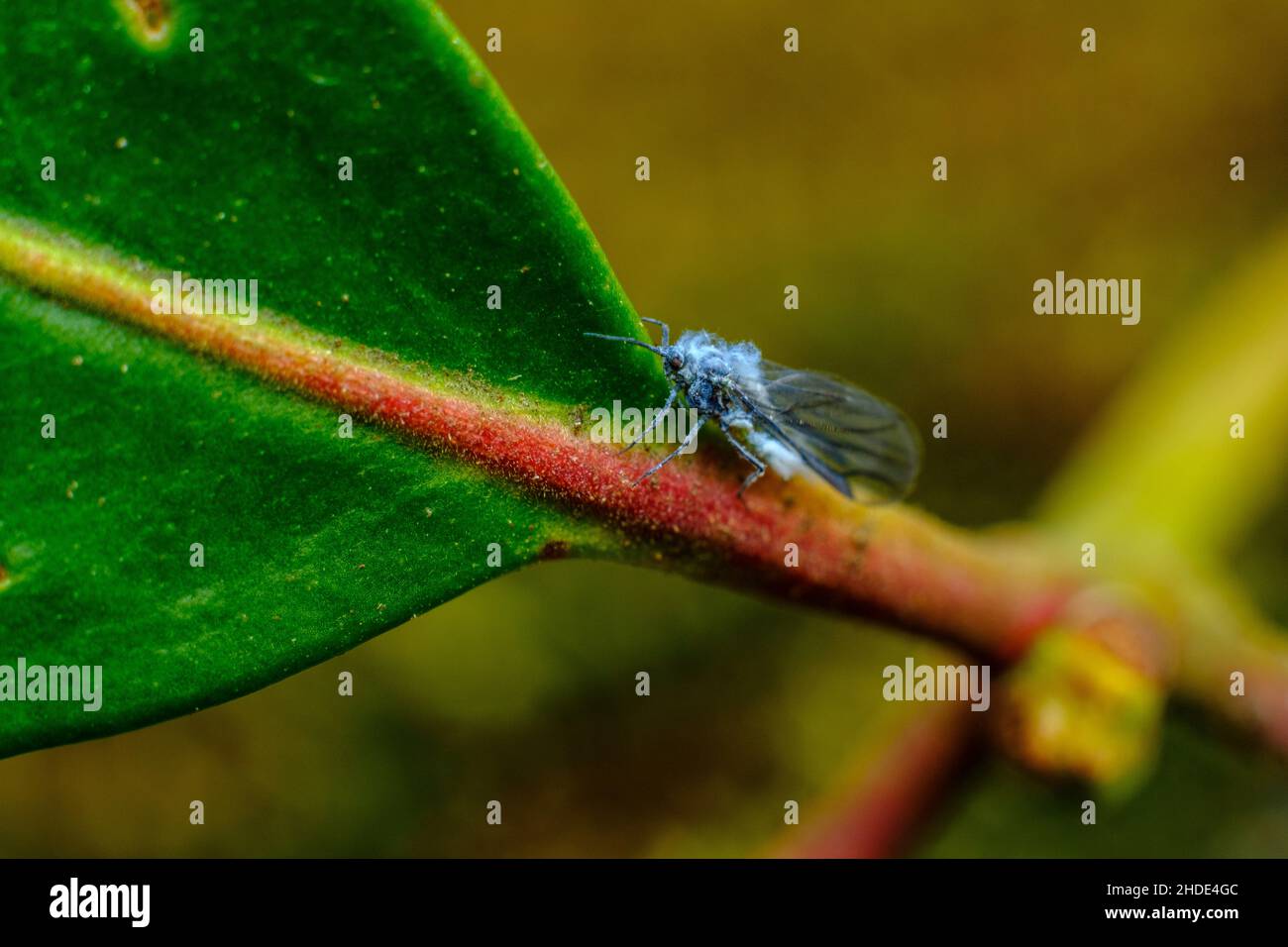 Close up macro adult blue woolly aphid woolly aphid, Eriosomatinae