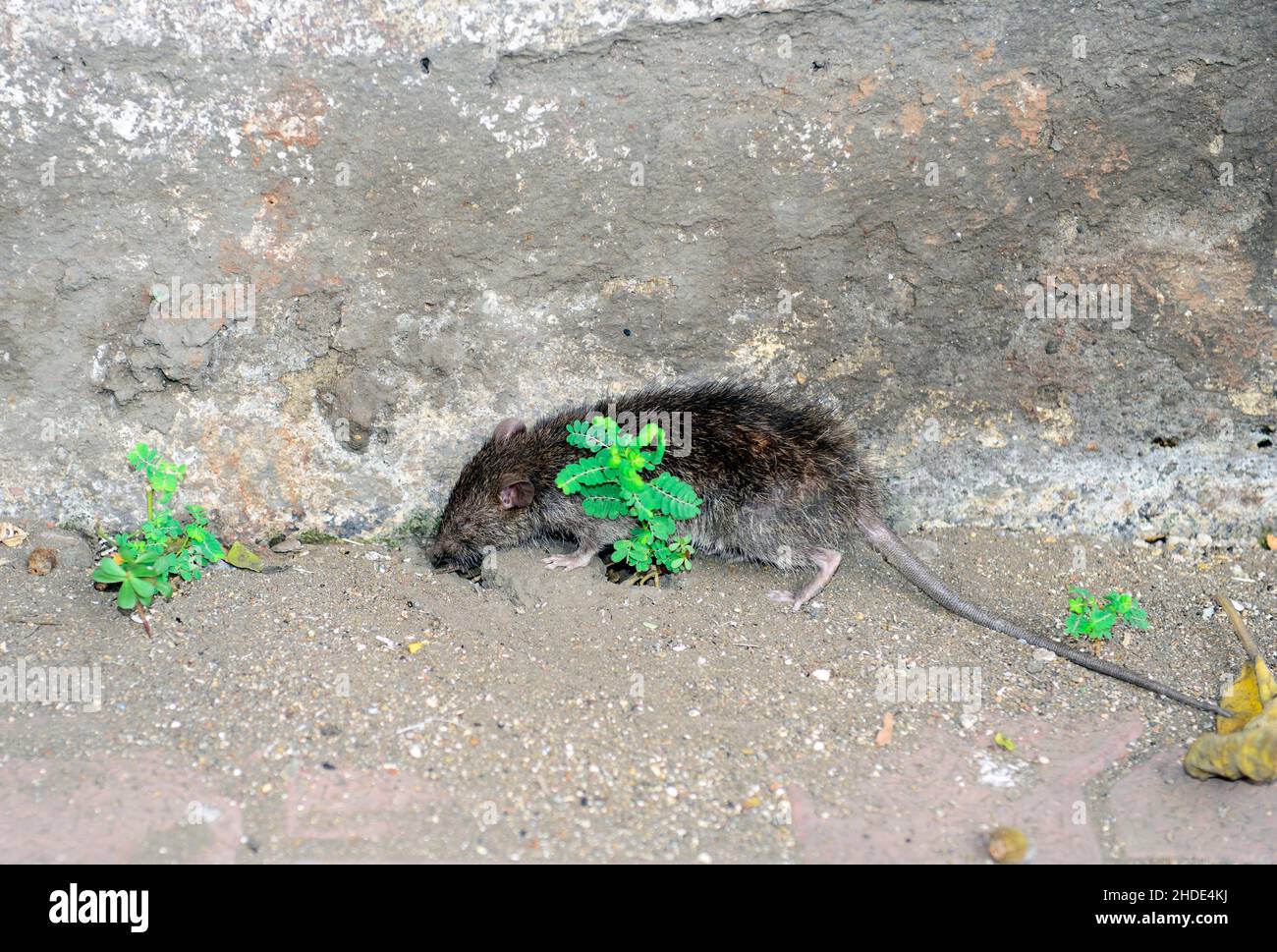 A sewer rat in Mumbai, India. Stock Photo