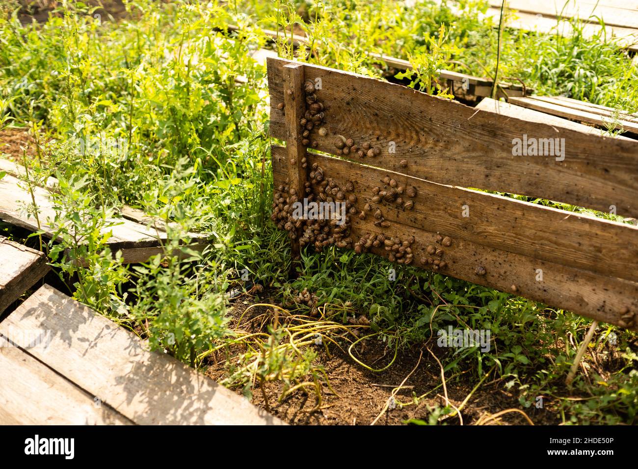 Snail farming france hires stock photography and images Alamy