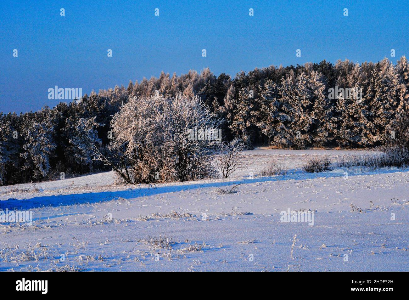 Beautiful landscape of a frozen meadow with trees covered with snow against blue sky Stock Photo