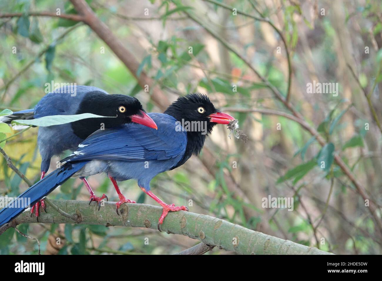 Taiwan Blue Magpie, an endemic species of Taiwan. Stock Photo