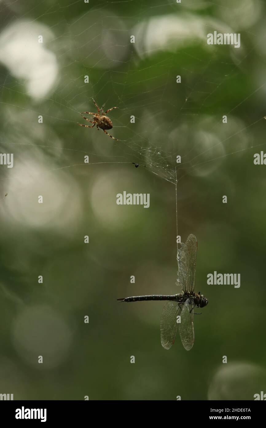 A photo of a spider with a dragonfly stuck in its web Stock Photo Alamy