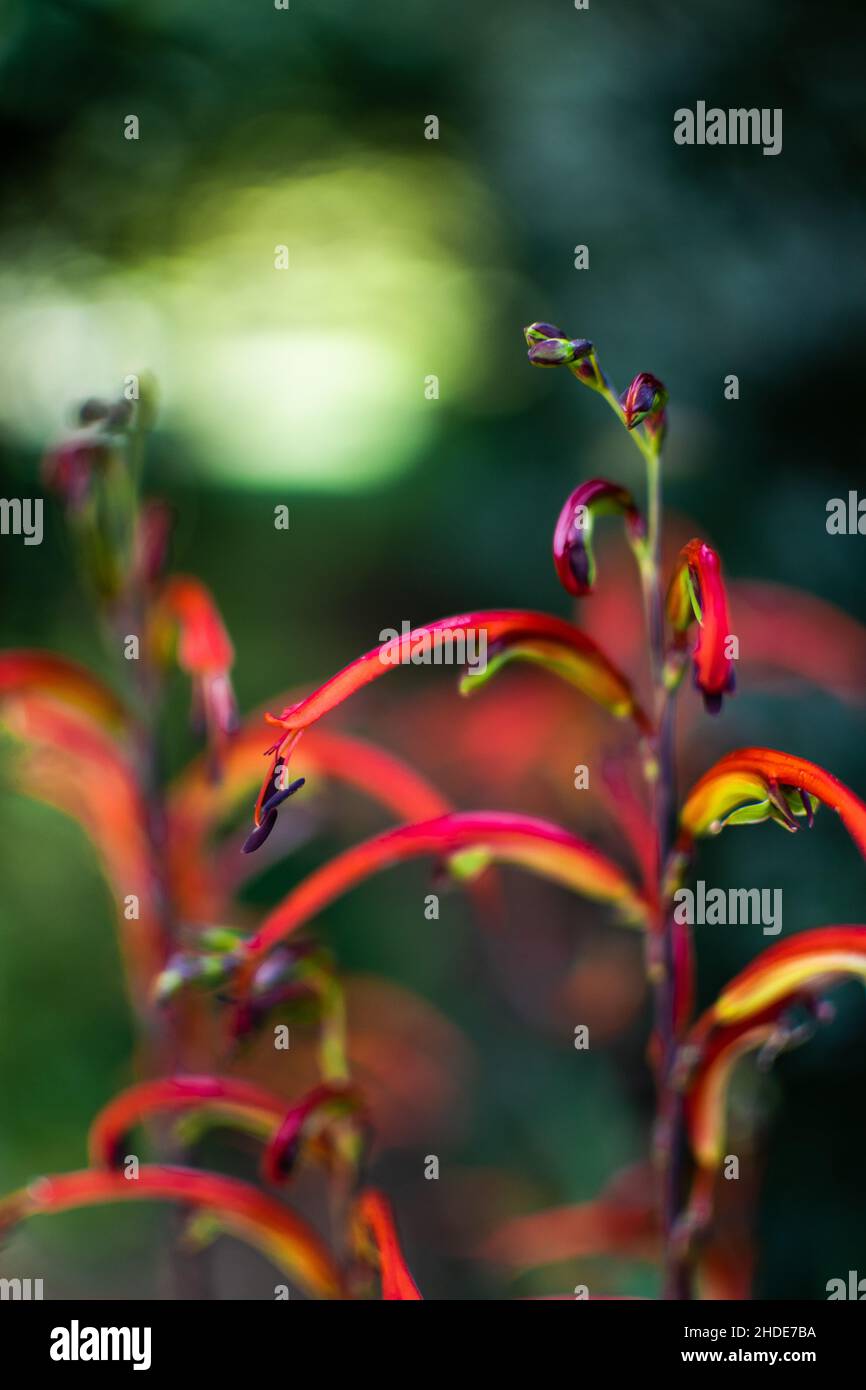 Red plant in San Francisco Botanical Garden Stock Photo Alamy